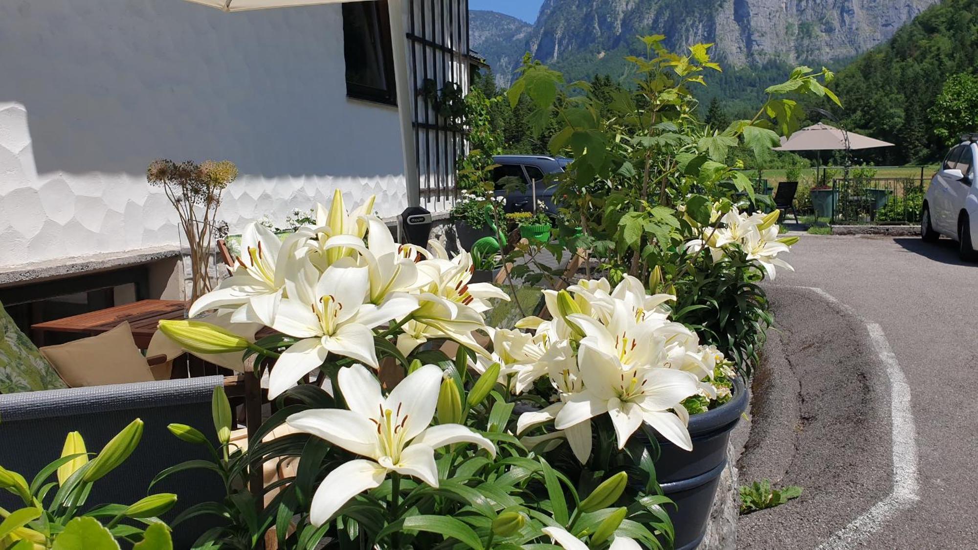 Appartement Haus Alpenblick à Obertraun Extérieur photo