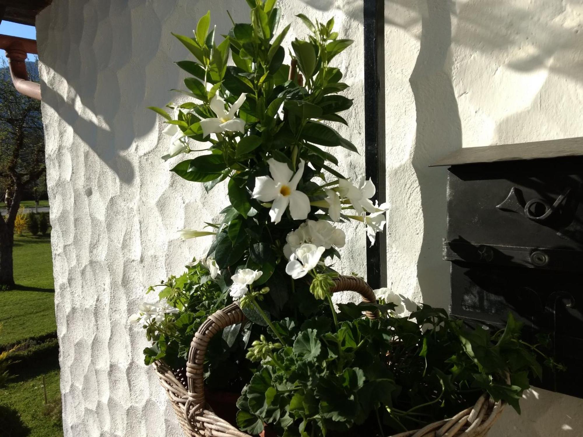 Appartement Haus Alpenblick à Obertraun Extérieur photo